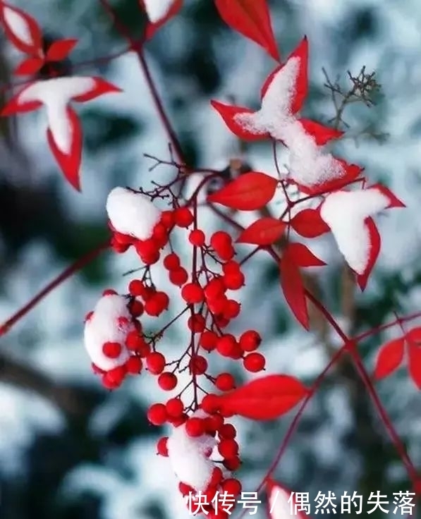  百花|春有百花秋有月，冬日最美是什么