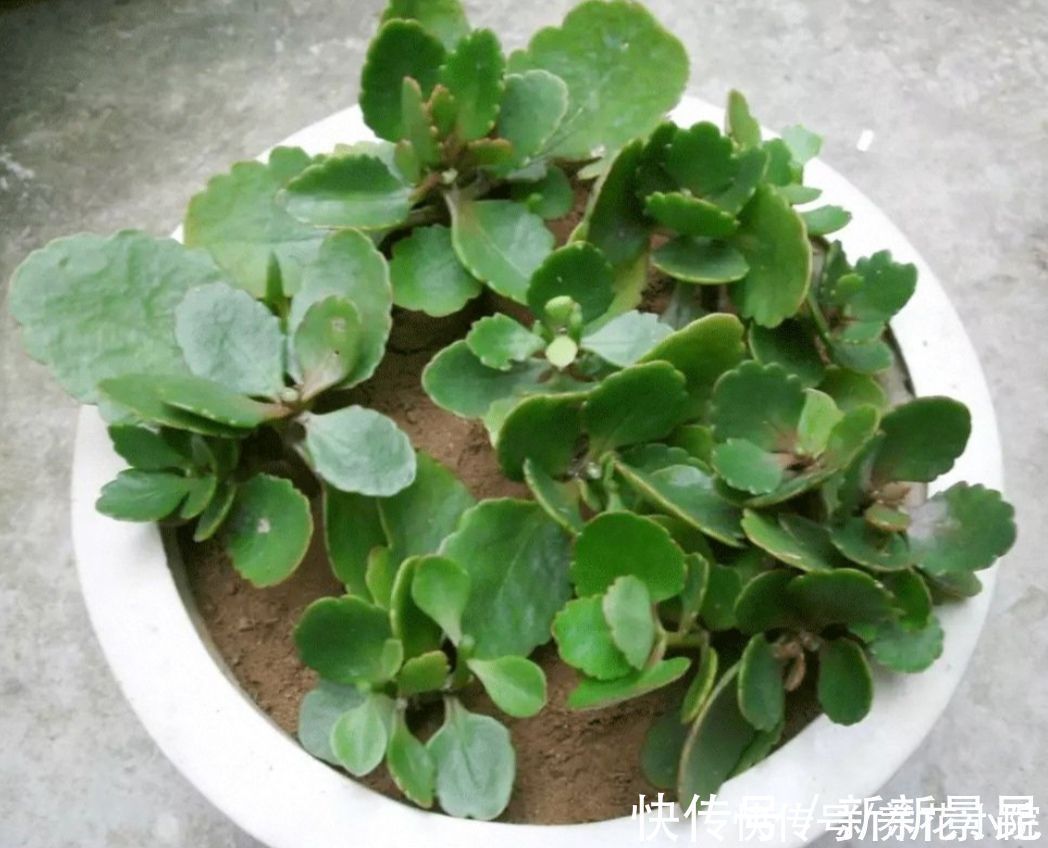 种花|5种花,夏天不影响扦插,生根快、易成活,现在就应多繁殖