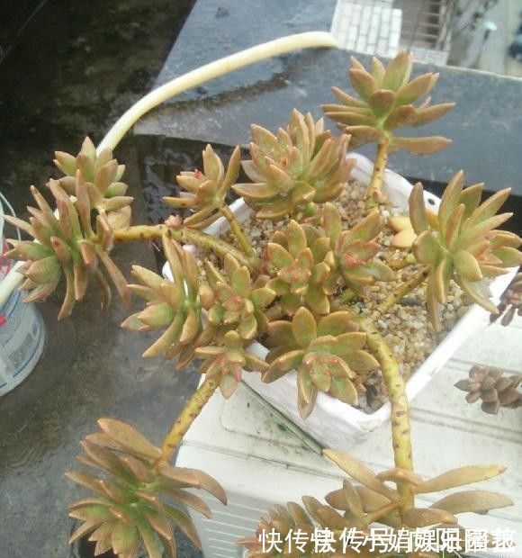 老桩|多肉怎么养出悬崖桩?选对花盆,选对品种,1年养成悬崖老桩