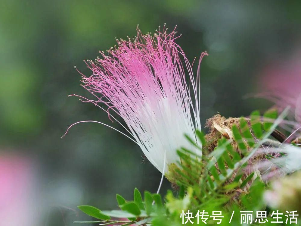 入药#李时珍言“令人欢乐无忧”,开花像扇子,人们常见,却不知其名字