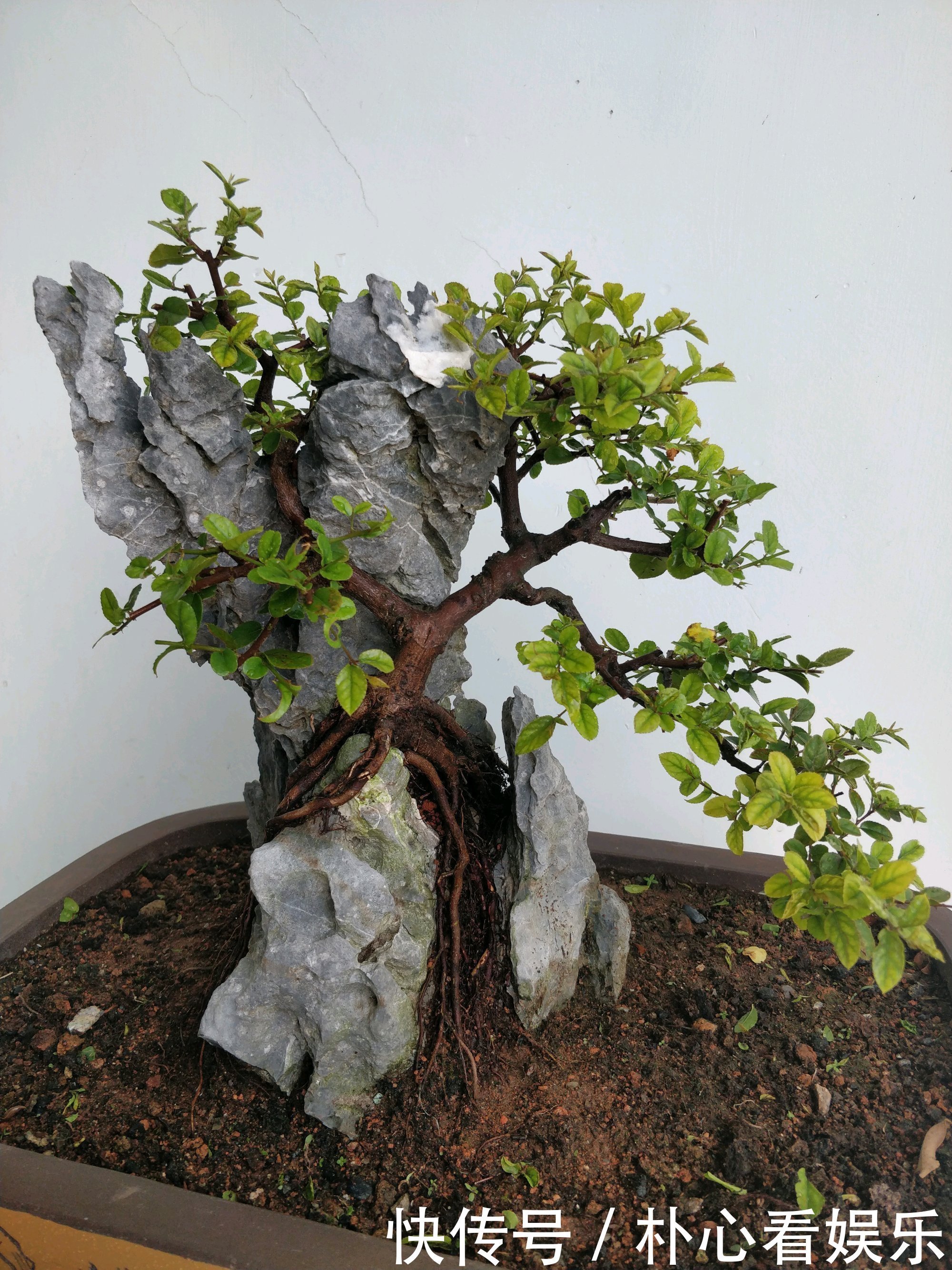 用力过猛|乱糟糟的雀梅盆景没眼看种上石头以后，颜值瞬间爆表