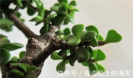 叶子|养护金枝玉叶其实很简单，做好这几点，枝繁叶茂又好看！