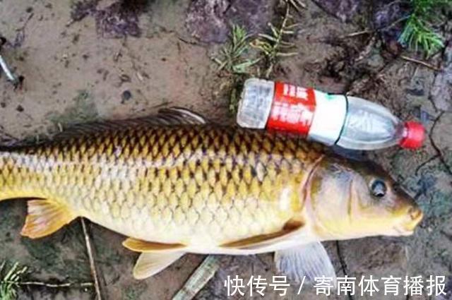 别总嫌天气太热,那是你没试过这鲤鱼饵,老钓手:比商品饵更管用