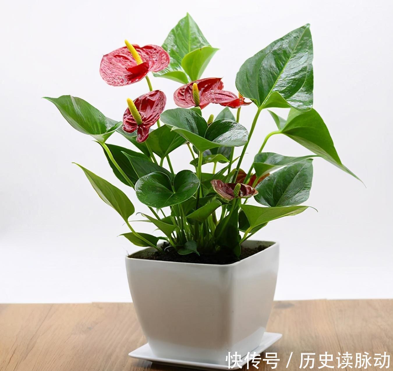 红掌这样养,花开巴掌大,油亮像打蜡,一片叶子一朵花