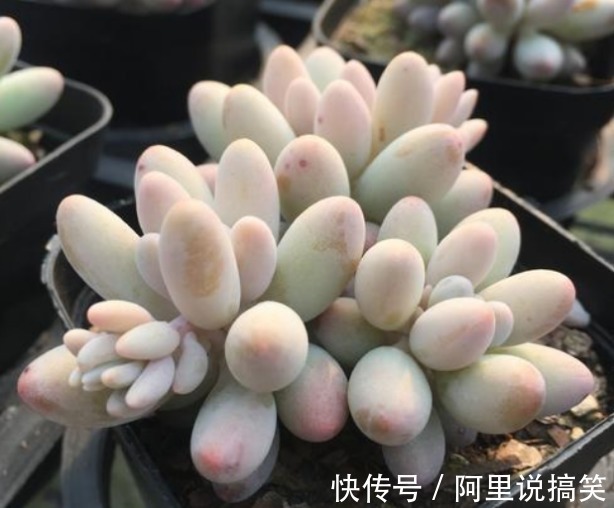 技巧|精挑细选32种多肉植物,1分钟掌握养护技巧,非常实用