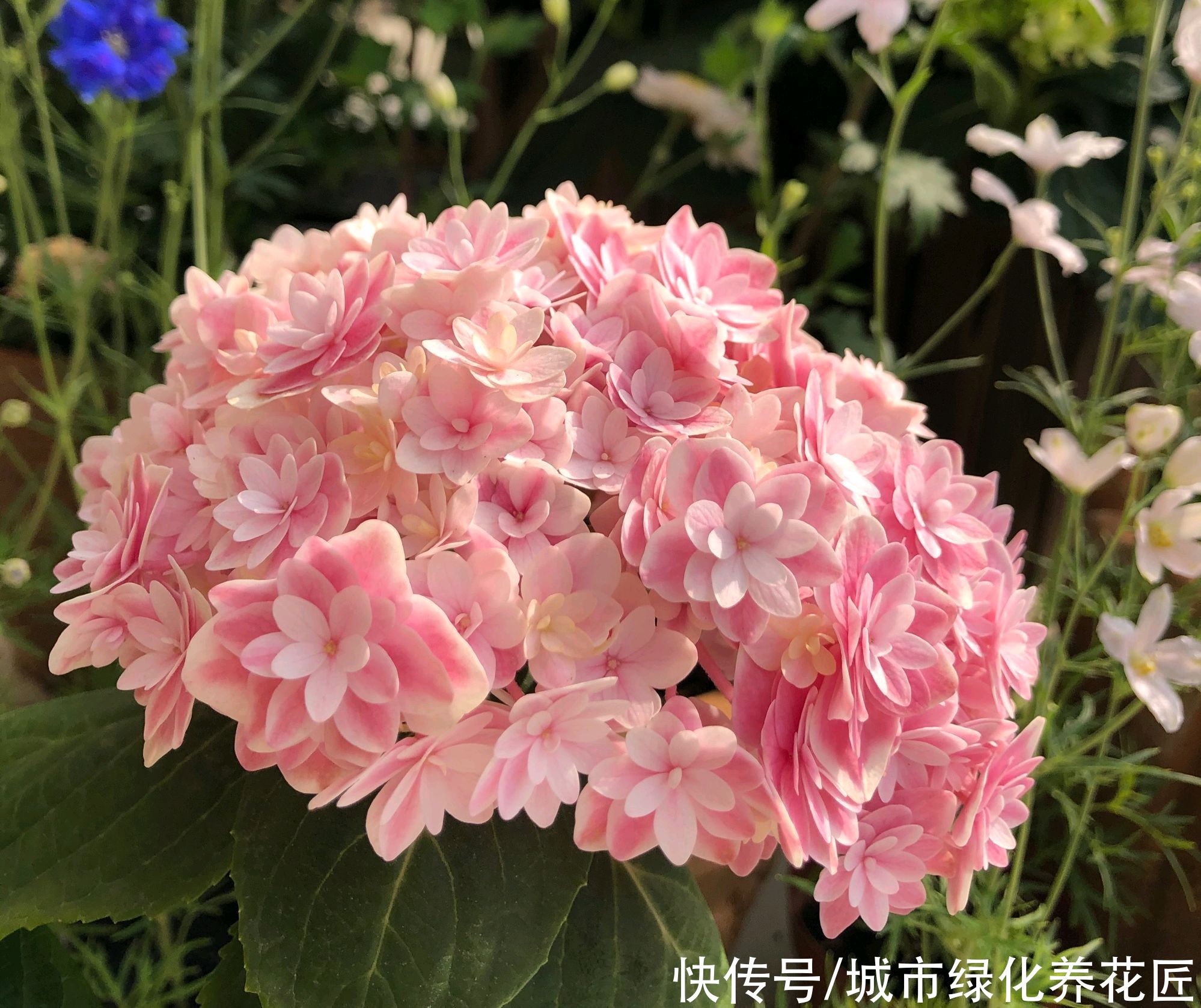 绣球花在冬季用了鸡粪做基肥，绣球花终于长成了我讨厌的样子