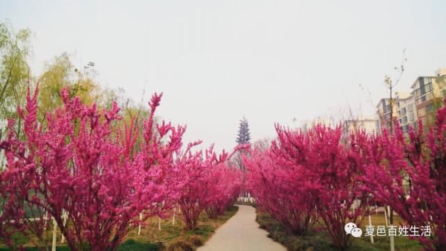 假期去哪里？夏邑运河公园百花盛开惹人醉！