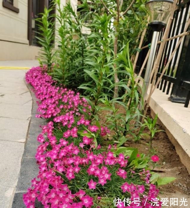 这种花不怕冷不怕晒,沾土就能活,每年开花挤爆盆