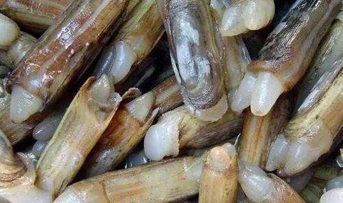 蛏子|女性不想提前衰老，建议吃4种食物，减肥瘦身，气色越来越好