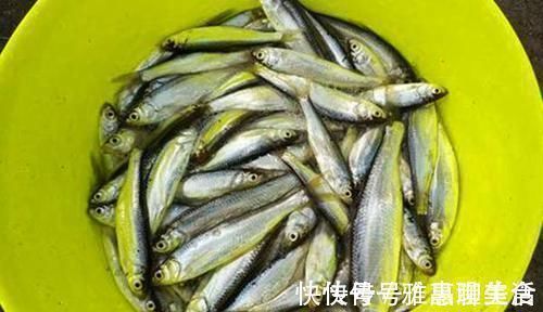 手竿速钓白条好方法,牢记这些要点,白条连竿上,狂拉到手酸!