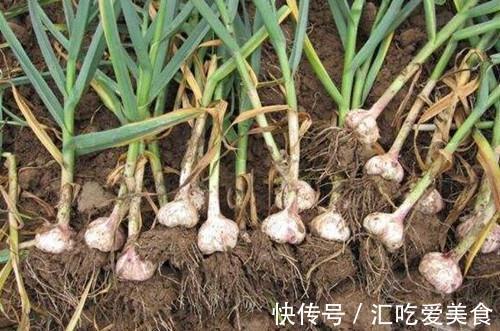 农民们|农民枕头底下放的神奇宝贝是我们常吃的,能助睡眠第二天精神旺盛