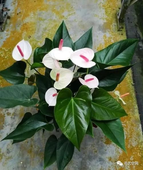 如何避免买花上当?告诉你一句话,“别听老板的话”