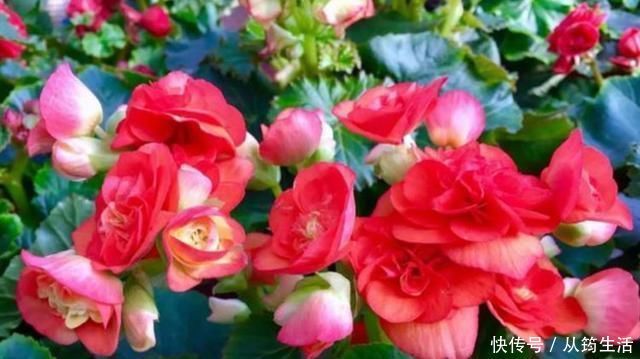 丽格海棠丽格海棠|3种花超好养，四季开花不间断，有光有水开满盆，适合懒人新手养