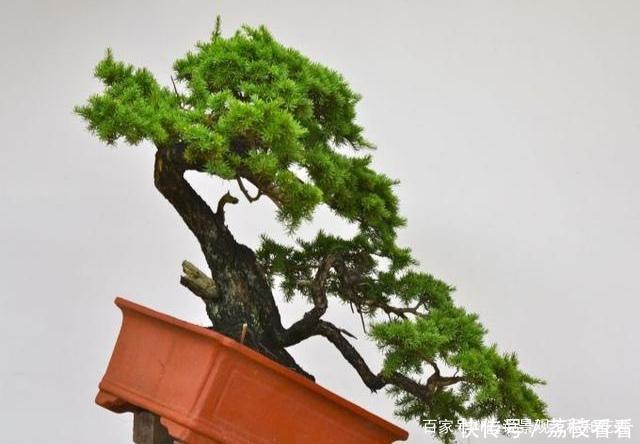 最有价值的6个树桩,做成盆景增值潜力大