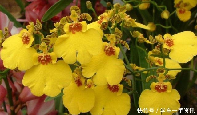 这种花家里一定养一盆,非常好养,花期超长,开花满屋“奶香味”!