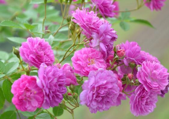 养盆波斯菊吧!花语高洁自由,开花小巧可爱,适合盆栽