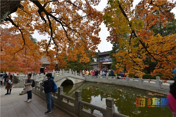 北京旅游网|深秋的香山 层林尽染美轮美奂