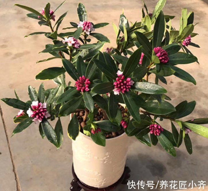 养金边瑞香避开“4个坑”，不然花苞没打开就干枯，想赏花就难了