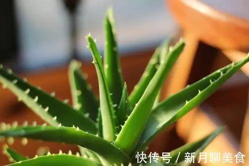 管理|这些植物放在洗手间,不用管理都能长得很好,还祛除异味