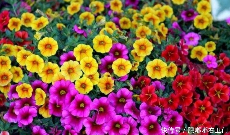 4种花很耐养,沾土就能活,浇水就疯长,随便养都开花不断