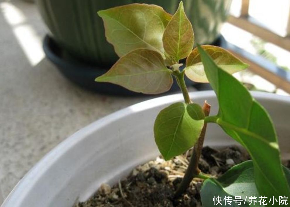 成活率|扦插月季、三角梅，掌握4个“技巧”，20天长满根