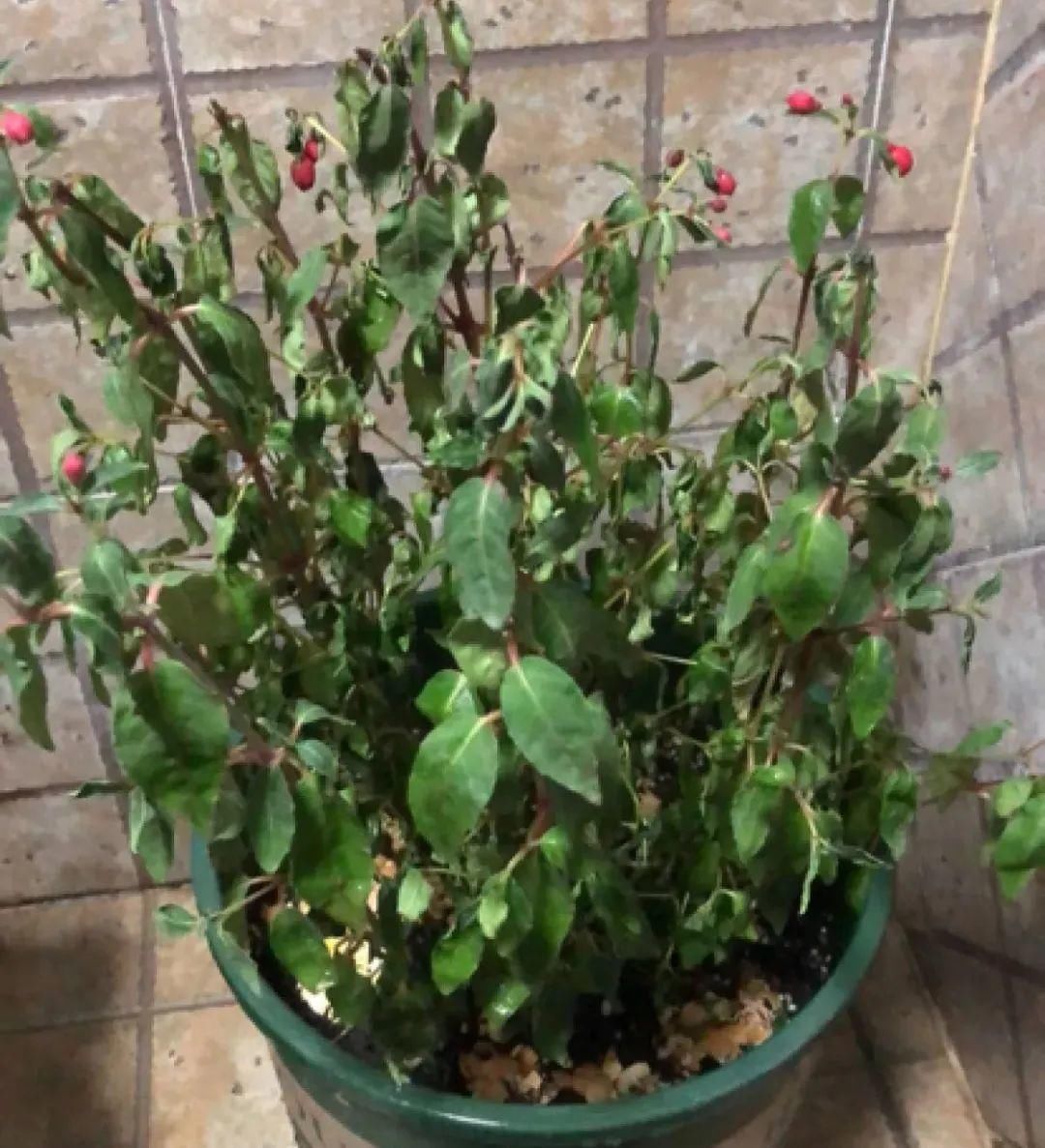 浇水|警惕秋老虎，别让你的花，度过夏天，却死在秋天