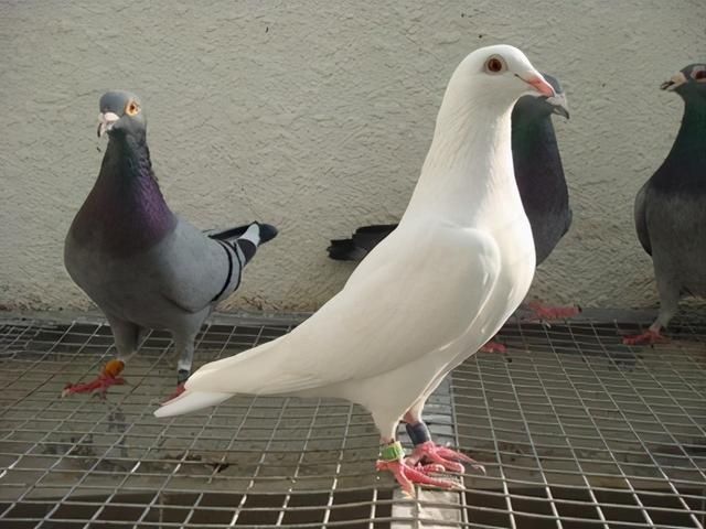 鸽友|呼吸道问题对鸽子生命影响不大,但是对其它方面影响很大