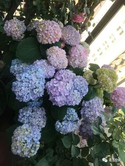 光照|“最累”的8种花,花开连续几个月,一次开花几百朵!