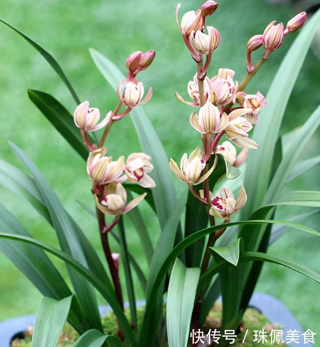 以“香味”著名的兰花，正格荷瓣，花香四溢，易芽易花，四季开花