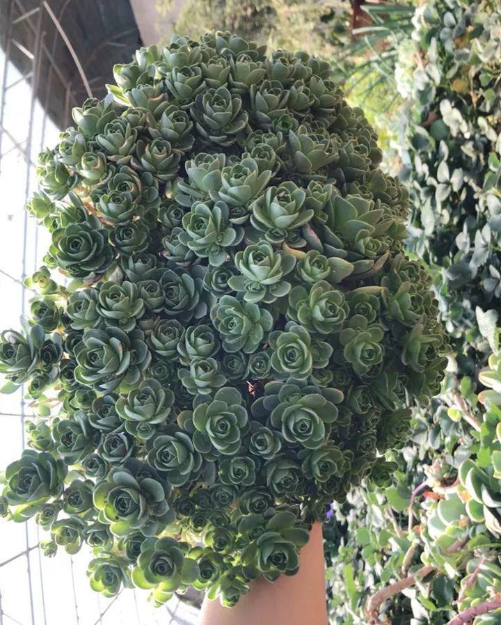 姐姐养了9年的多肉,没有买肥就用它,个个长成精!