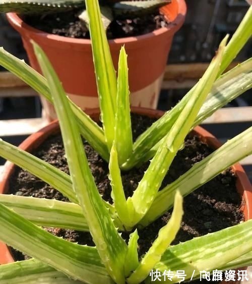 卧室放这三种花,漂亮耐看,提高睡眠质量,一宿睡到天亮