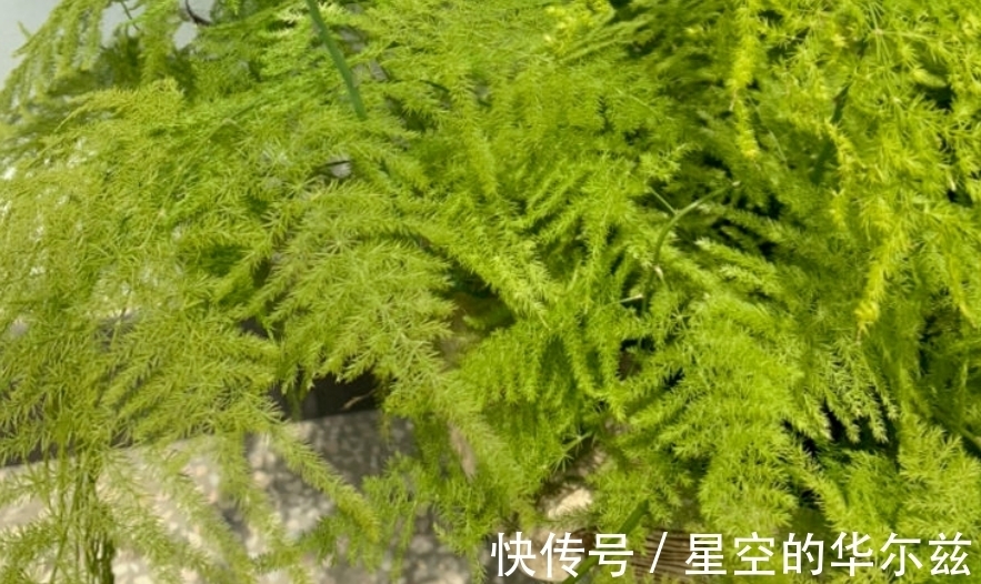 盆栽|文竹有“3爱3怕”,12月盆栽落实到位,枝叶翠绿粗壮