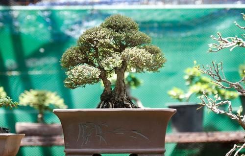 施肥|盆景都是这样被玩死的,避开日常养护中的误区,养好盆景也不难