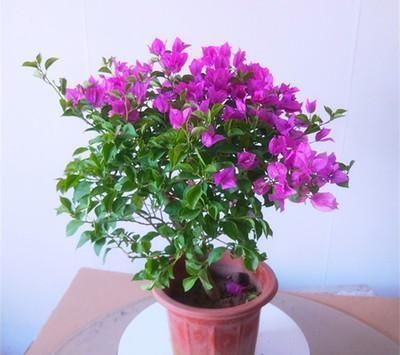 三角|三角梅花期浇水施肥有了新方法,让你的三角梅越开越鲜艳