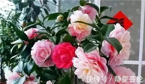 养花|什么淘米水、黄豆水,都不如1勺粉末,用来养花,花开爆盆