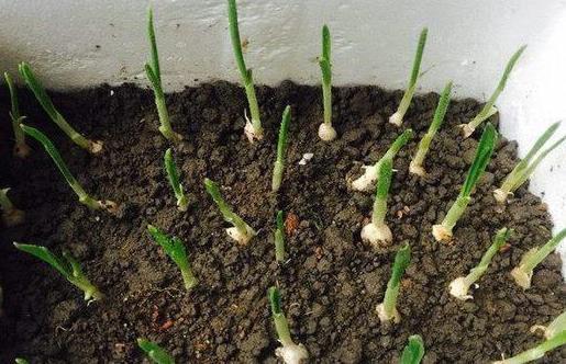 春节前后，喜欢宅家就好好打理阳台吧，养花种菜