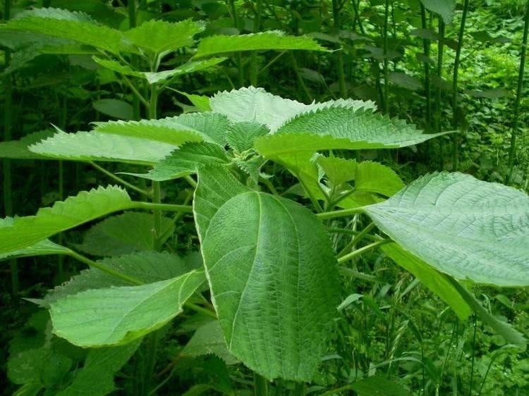 经济价值|乡下一植物,含有极高的天然纤维,经济价值极高,有人大量种植