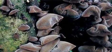 紫土豆|女性想要气色好,三种食物少不了,养血安神,活血调经,肌肤红润