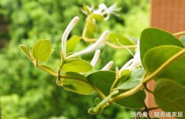 这五种花儿,一个枝条就能种,爬藤爬满墙,开花又多又漂亮