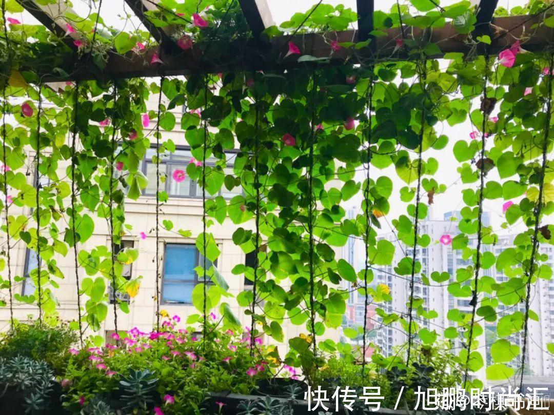 30种夏天花，热不死、晒不死，大半年都开花，还没病虫害