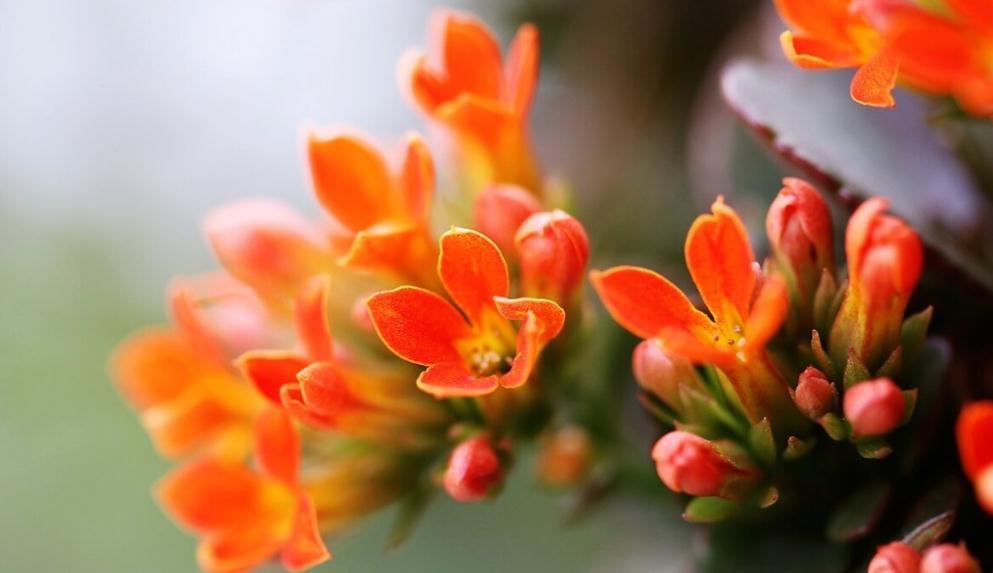 长寿花好看却养不好,对照这“7点”,来看看问题出在哪