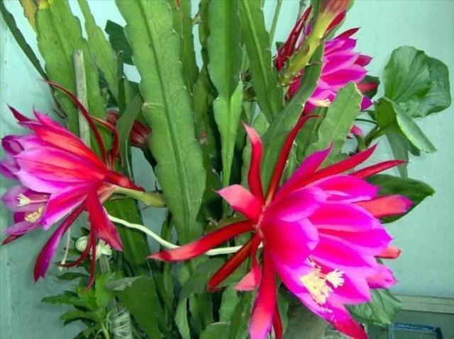 假荷花|这花都叫它“假荷花”，放在土里好生长，开花大朵红艳艳！