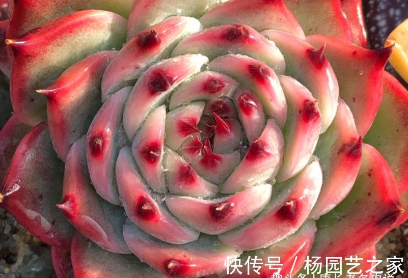 周正|宝藏多肉吉娃娃,有很多优点可以挖掘,夏天直接扔外面纯露养都行