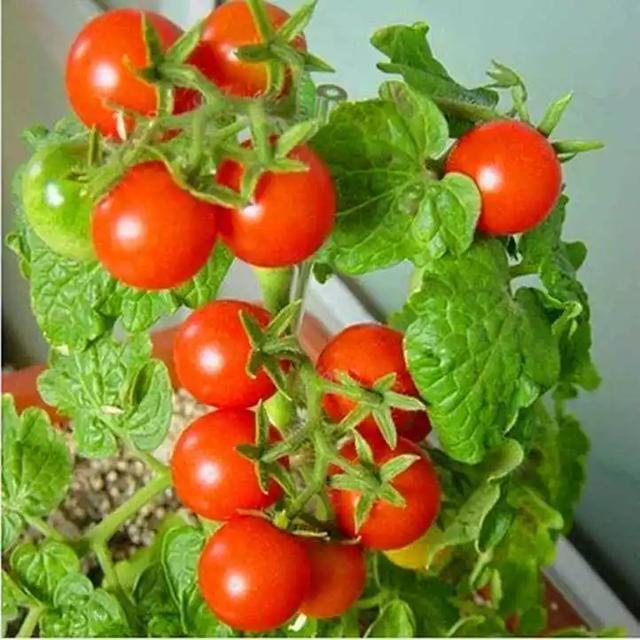 阳台种盆菜,比花还好看,结果还能吃,别提多美了