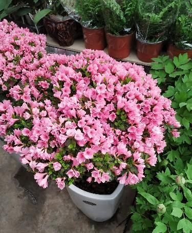 有机肥|这是养花种草最需要的三种肥料,你都有吗?