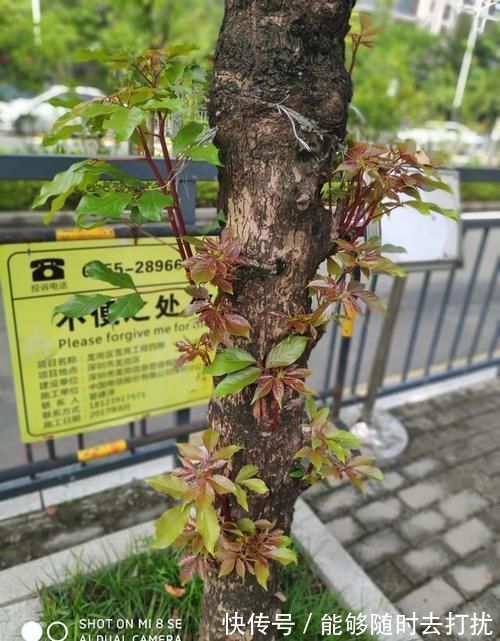 打扫|老话说老房子有人住“百年不倒”,一旦搬走3年就塌,为什么?