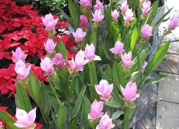 一位老奶奶把姜养开花了,开花时酷似荷花,盆栽养殖真好看!