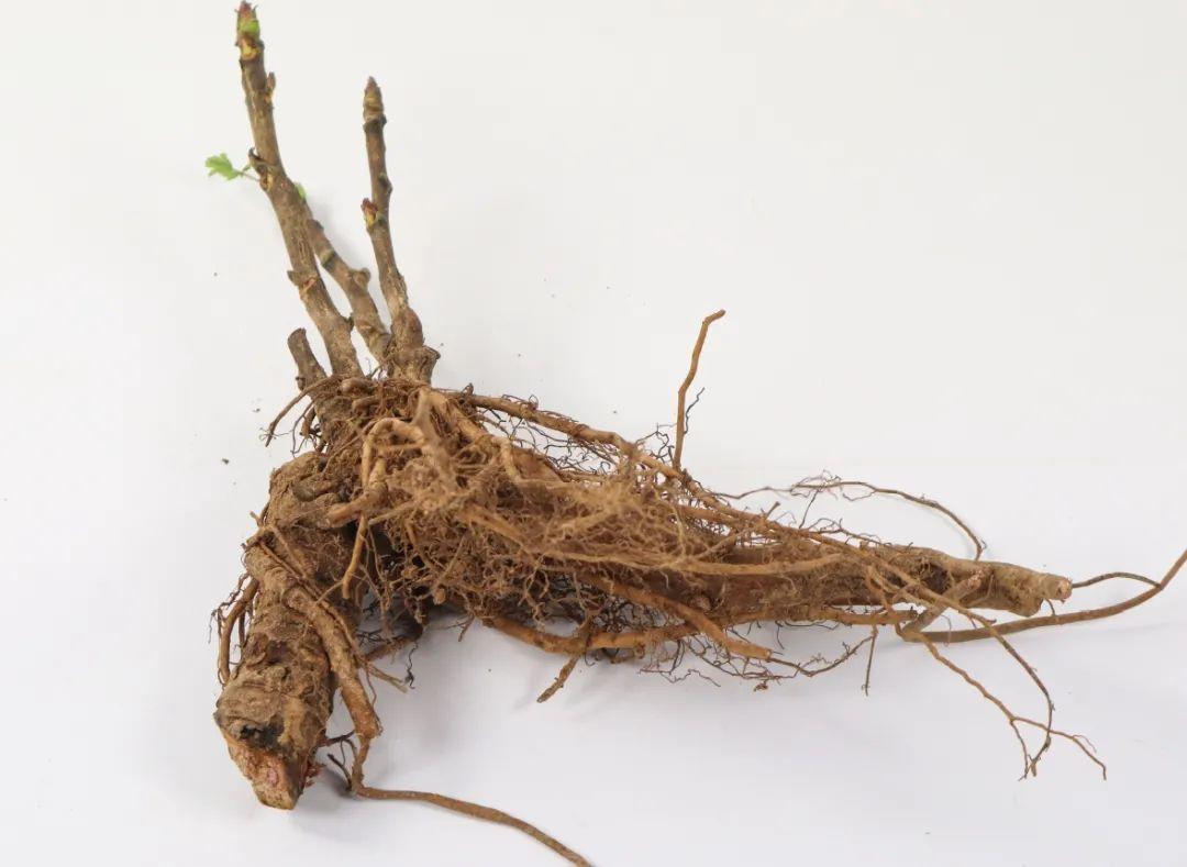 品种|这花只能秋天养，埋土里就活，晚了再等一整年！