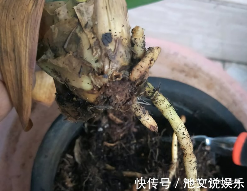 君子兰|1个小方法，让君子兰不再烂根，解决新手浇水难题，浇多了也不怕