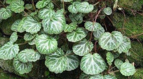 虎耳草|1种耐阴盆栽,俗称“虎耳草”,适合养在室内,来看怎么养